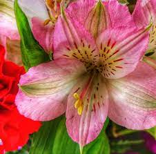 Pin On Peruvian Lilies