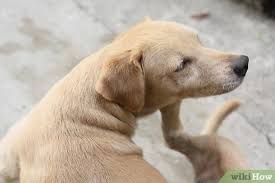 Spray on the skin of the dog some moisturizing spray. How To Alleviate Dry Skin In Dogs 9 Steps With Pictures