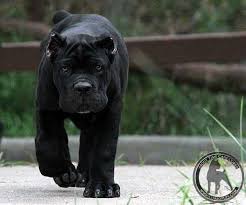 cane corso can t wait till babe and i have one of these running around corso dog cane corso dog cane corso puppies