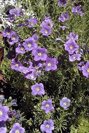 Image result for Nierembergia hippomanica