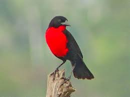 Black Bird With Red And Yellow Chest Pin By Larry Letts On Birds Black Bird Male Bird