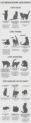 Cat Behaviors Explained In A Chart Cute Animals Cat Behavior Pets