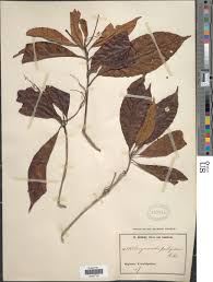 Image result for Corynanthe