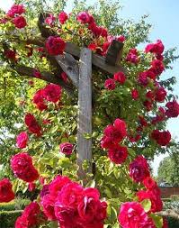 Fleur Grimpante Notre Liste Des 30 Plus Belles Varietes Ctendance Fr Fleur Grimpante Rosier Grimpant Hortensia Grimpant