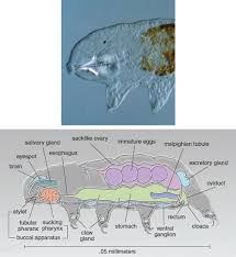 One week from now, on 14 september, the first tardigrades in history will experience real space 'the water bear web base' is a monthly journal devoted to the incredible microscopic tardigrades (i.e. Tardigrades American Scientist