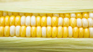 However, herbicides can also harm other plants so choose one that won't damage the plants you want to keep. Sweet Corn In The Garden Usu