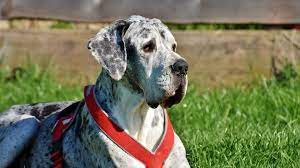 The current median price of great danes in tennessee is $1,500.00. 11 Things Only Great Dane People Understand The Dog People By Rover Com