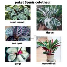 Ada lima jenis calathea yang termahal di . Harga Tanaman Hias Indoor Hidup Terbaru November 2021 Biggo Indonesia