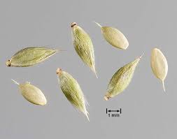 Image result for Eriochloa