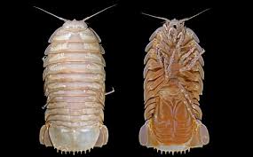 اكت شفت أنواع جديدة عملاقة من الأيزوبود في أعماق المحيط التحرير نت Animals Insects