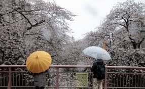 Bunga sakura bisa hidup dan subur di pot di rumah?kok bisa??ya jenis tanaman bunga sakura lokal ini bisa subur di rumah anda. Indahnya Bunga Sakura Yang Mekar Saat Musim Salju Di Jepang