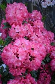 R Dad S Indian Summer Rhododendron Flowers Indian Summer
