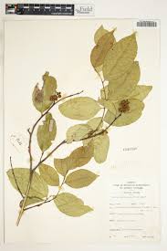 Image result for Maytenus undata