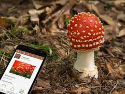 From inherited to acquired forms. Vergiftungsgefahr Durch Pilz Apps Dgfm