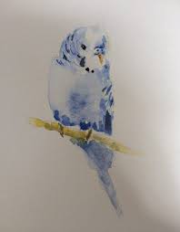 Budgie In Watercolour Bird Drawings Animal Paintings Bird Art
