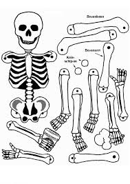 Skull anatomy coloring pages skull anatomy is interesting and can be very elegant as a coloring subject. 8 Pics Of Anatomy Skeleton Coloring Pages Human Skeleton Coloring Home