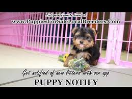 I have 10 adorable akc boxer puppies for sale. Yorkie Puppy Breeders In Texas