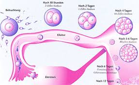 Erst leicht bis zum alter von 30 jahren, dann stärker bis 35. Ivf Saar Eingesch Fruchtbarkeit Allg