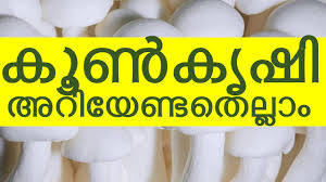 The techniques for cultivating psilocybian mushrooms in the 1950s were still largely based on the methods as described in falconer's book. à´• àµºà´• à´· à´…à´± à´¯ à´£ à´Ÿà´¤ à´² à´² Mushroom Cultivation Kerala Business Idea Koon Krishi Malayalam Youtube