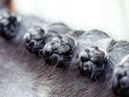 Många löpare har önskat en lördag. Le Mans Kur Sieg Fur Hans Peter Minderhoud Und Zonik