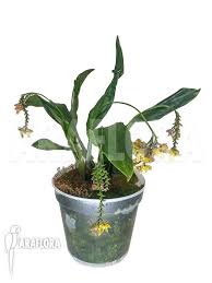 Image result for Polystachya melanantha