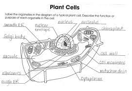 Check spelling or type a new query. Identify Plant Cell Organelles Flashcards Quizlet