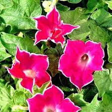 Morning Glory Red Picotee 10 Seeds Morning Glory Seeds Morning Glory Vine Flower Seeds