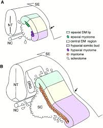 Il y a une ocelle sur le 4e somite qui est bleu centré avec du jaune dans la forme verte.: Somite Development Constructing The Vertebrate Body Cell