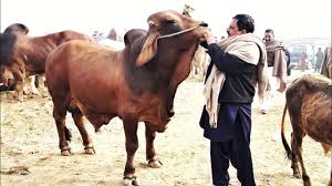 Maybe you would like to learn more about one of these? Eid Ul Adha 2021 K Liye Behtareen Sooday Bakra Mandi Pakistan Youtube