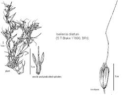 Image result for Elytrophorus spicatus