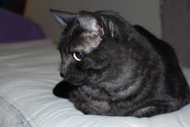 Black And White Tabby Cat Breeds Asian Black Smoke Dieren
