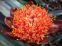 Image result for Scadoxus puniceus