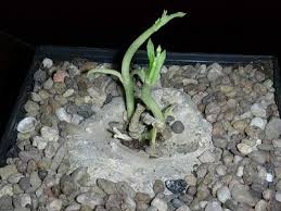 Image result for Ceropegia rendallii