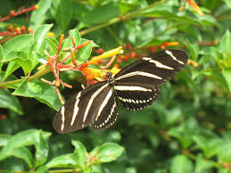 Native florida flowers that attract butterflies. Attracting Wildlife With Florida Native Plants