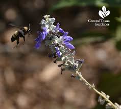 A useful website to describe this is sponsored by the texas bee there you can find several lists of flowering plants favored by bees. Hummingbird Plants Central Texas Gardener