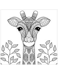 Giraffe Head With Leaves Giraffes Coloring Pages For Adults Justcolor Giraffe Coloring Pages Animal Coloring Books Coloring Books