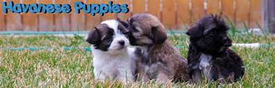 These dogs are covered in soft, silky fur and are very small in stature. Utah Havanese Breeders Ship Nationwide California Texas Wyoming Florida New York Arizona Nevada Oregon Washington Idah Havanese Puppies Havanese Facts Havanese