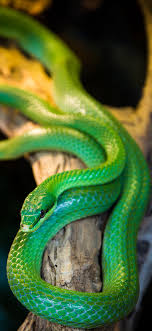 Monde meilleur fond d'écran hd. Fond Decran Gucci Serpent New Fond D Ecran Wallpaper