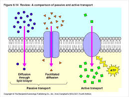 Diffusion Cell Transport Facilitated Diffusion Cell