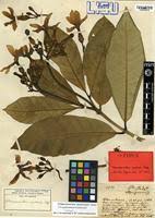 Image result for Tabernaemontana pachysiphon