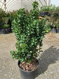 Image result for Ligustrum