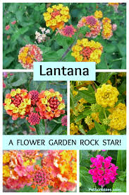 Lantana has beautiful, multicolored blooms. Lantana A Flower Garden Rock Star Garden Sanity By Pet Scribbles