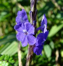 Image result for Stachytarpheta cayennensis