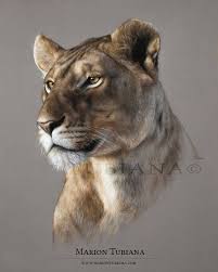Fantastic Lioness Artwork With Pastels On Pastelmat By Marion Tubiana Artist Hayvan Cizimi Hayvanlar Hayvanlar Alemi