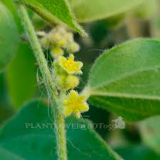 Image result for Cocculus hirsutus