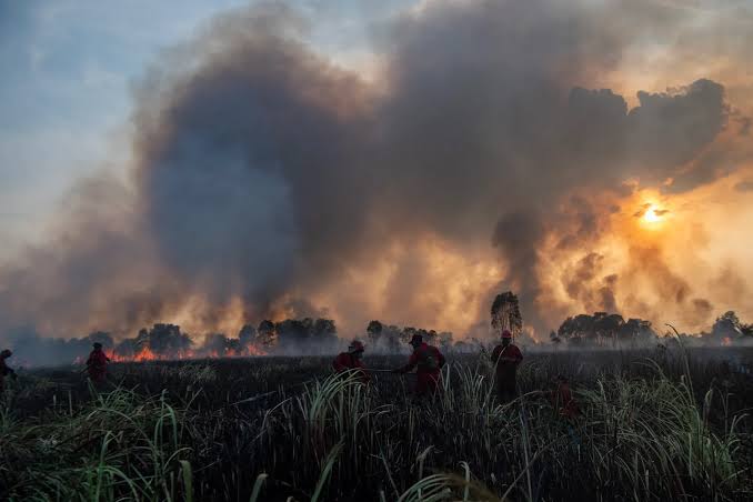 Pemerintah Pastikan Penanganan Karhutla Dipercepat, Enam Provinsi Jadi Fokus