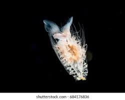 Image result for Lobelia pteropoda