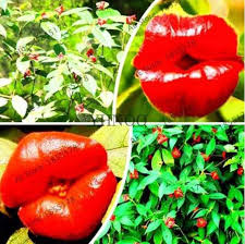 Image result for Psychotria hypsophila