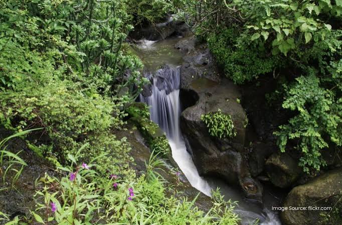 Sanjay Gandhi National Park: Mumbai's Forested Zone for Flora and Fauna