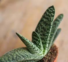 Often have a pattern of white bumps or spots on foliage (although some aloes/gasterias also have this characteristic). Buy Baby Ox Tongue Succulent Gasteria Carinata Uk Plant Shop